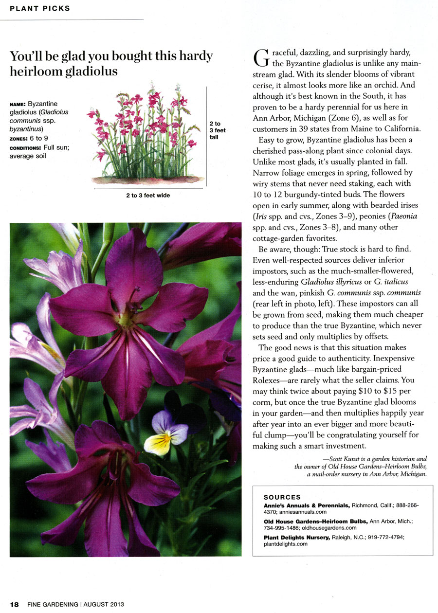 Fine Gardening Byzantine glad article