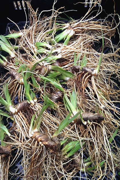 Freshly dug iris, ready to ship
