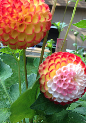 wacky ‘Little Beeswings’ dahlia