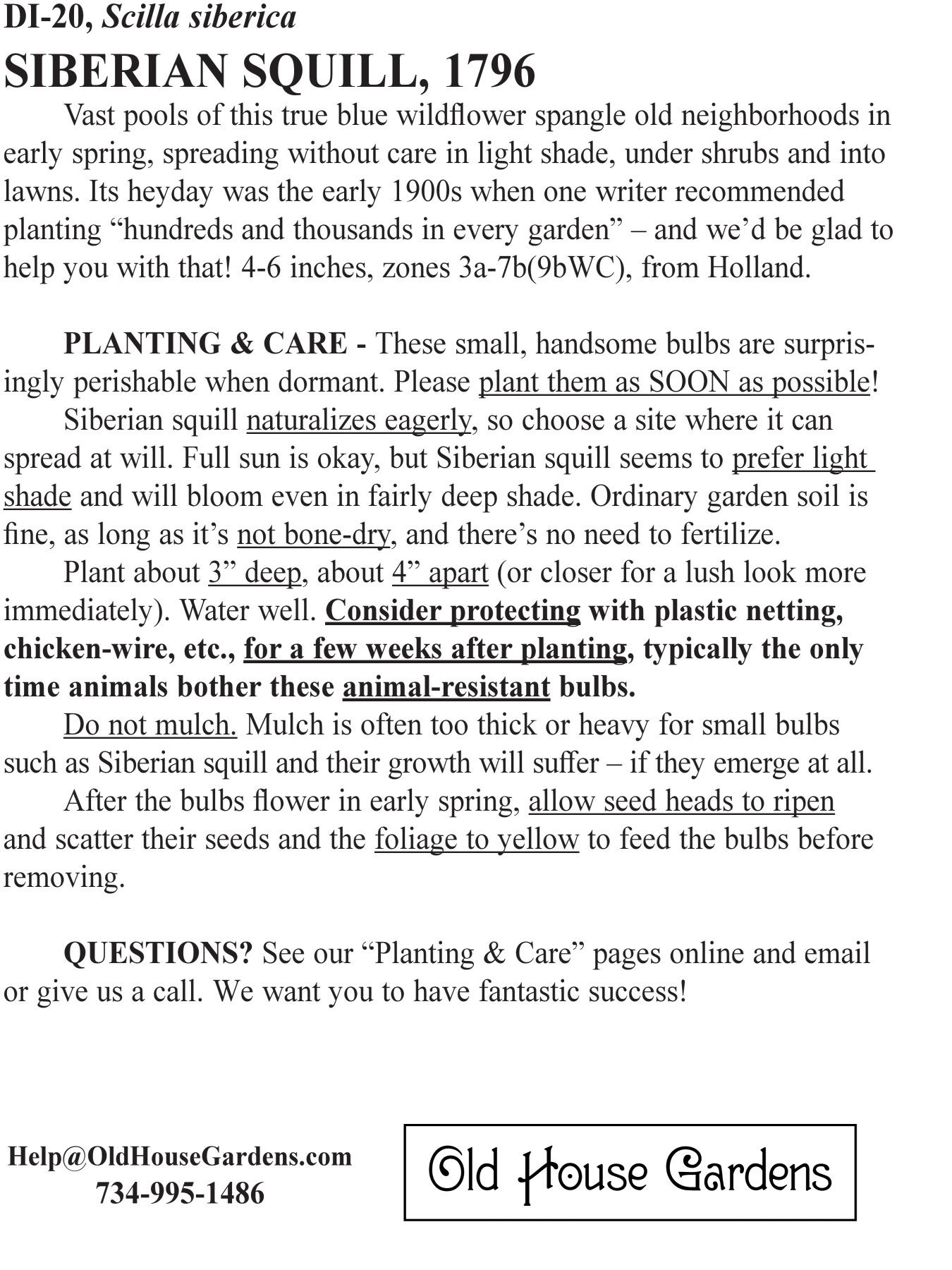 Siberian squill bagtag