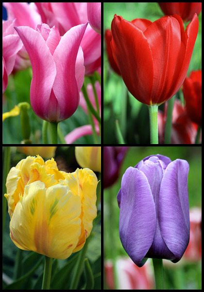 Grandma&rsquo;s Jewel Box sampler heirloom bulbs #1