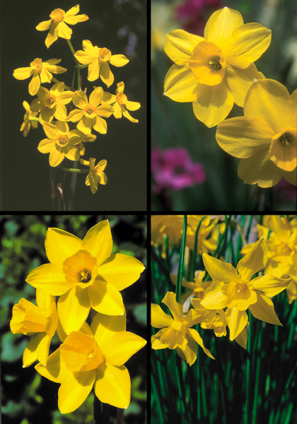 Southern Jonquils sampler heirloom bulbs #1
