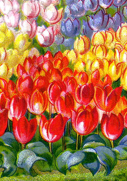 Victorian Brilliance sampler heirloom bulbs #1