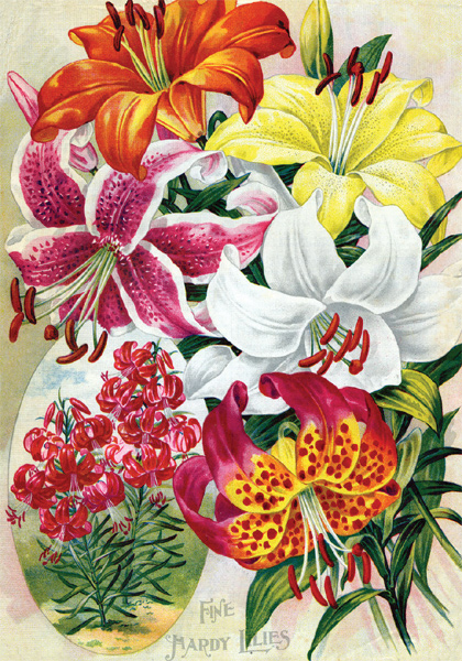 Luscious Lilies sampler heirloom bulbs #1