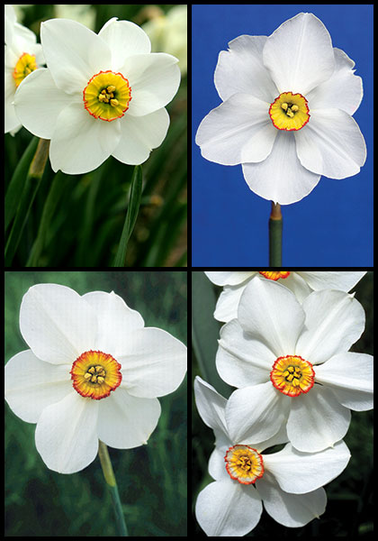 Rare Poets Society sampler heirloom bulbs #1