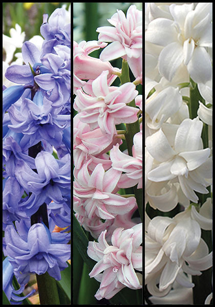 Doubles Delight sampler heirloom bulbs #1
