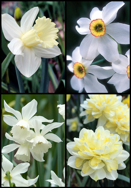 Northern Lights sampler heirloom bulbs #1