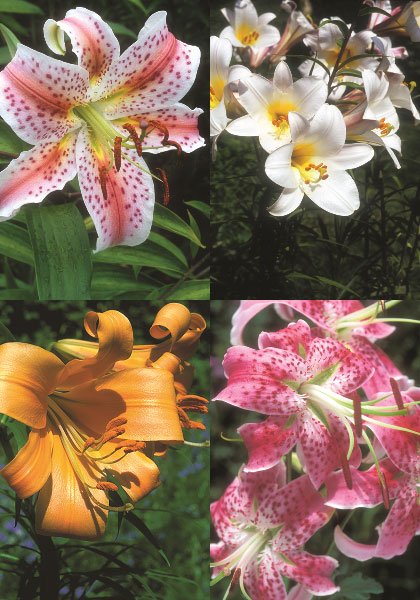 Summer Perfumes sampler heirloom bulbs #1