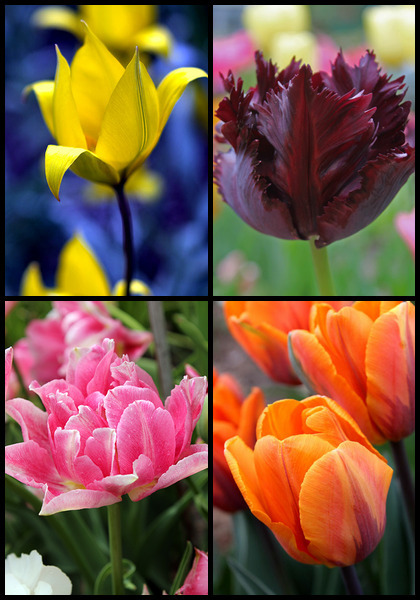 Tulip Diversity sampler heirloom bulbs #1