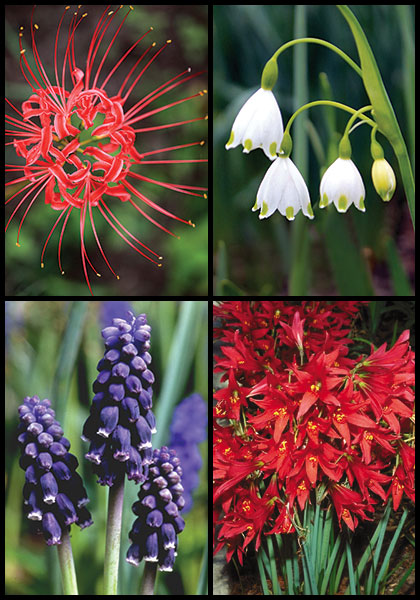 Southern Belles sampler heirloom bulbs #1