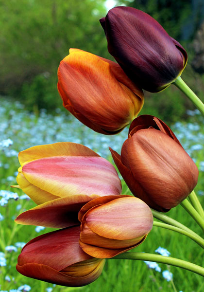 Brown Sugar  sampler heirloom bulbs #1