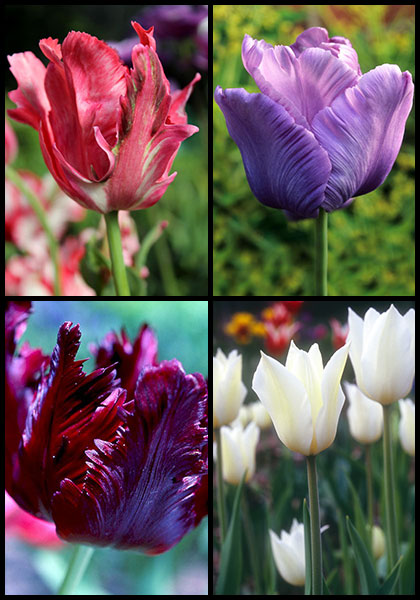 Springtime in Camelot sampler heirloom bulbs #1