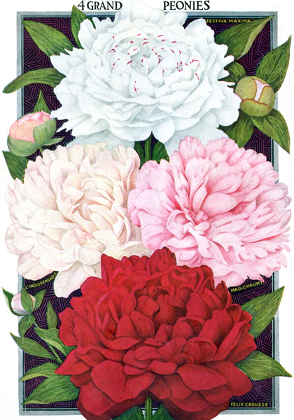 Peony Paradise sampler heirloom bulbs #1