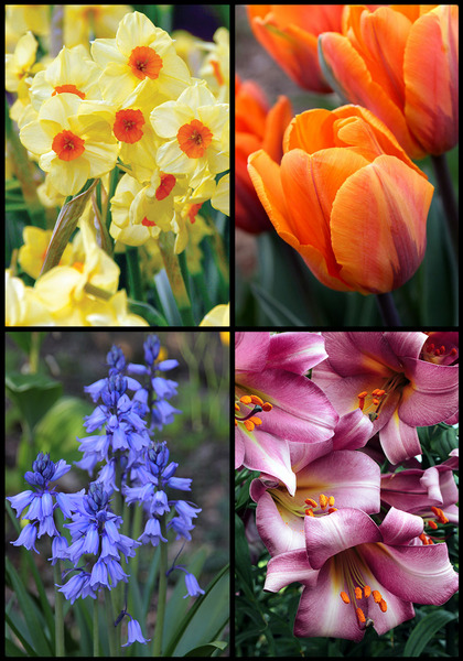 Intro to Heirlooms, Fall sampler heirloom bulbs #1