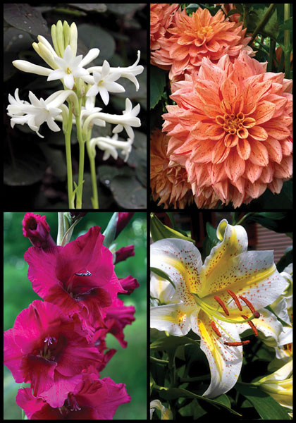 Intro to Heirlooms 7 sampler heirloom bulbs #1