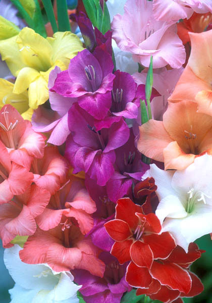 Glorious Glads sampler heirloom bulbs #2