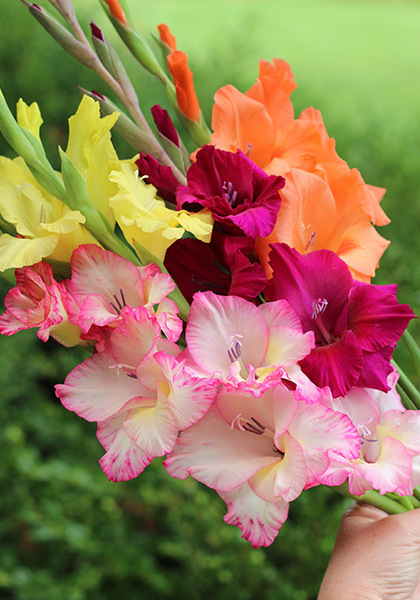 Glorious Glads sampler heirloom bulbs #1