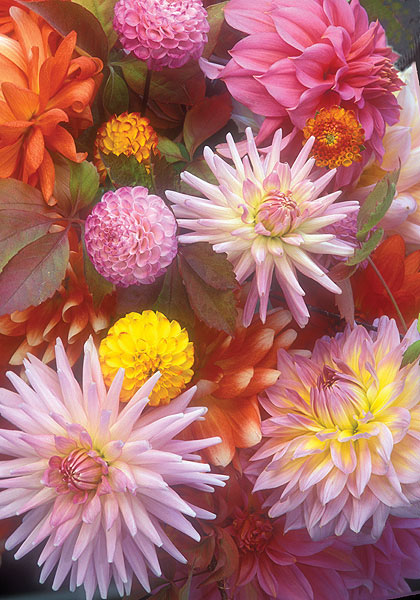 Dreamy Dahlias sampler heirloom bulbs #2