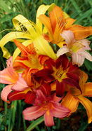 Classic Daylilies sampler heirloom bulbs
