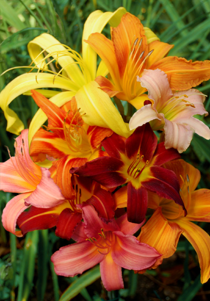 Classic Daylilies sampler heirloom bulbs #1