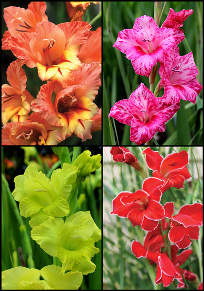 Pint-Sized Glads sampler heirloom bulbs #1