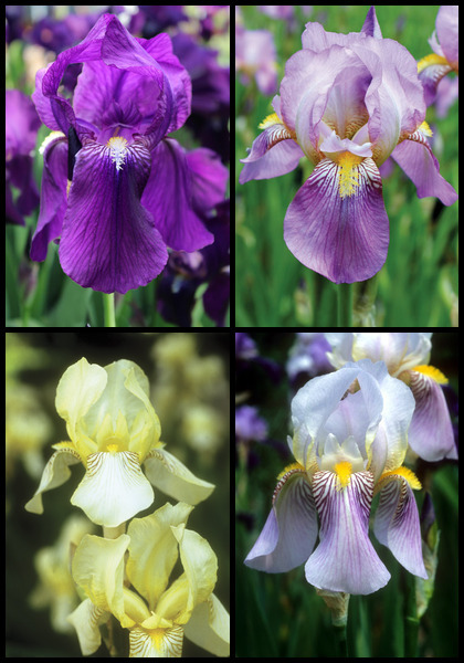 Immortal Iris sampler heirloom bulbs #1