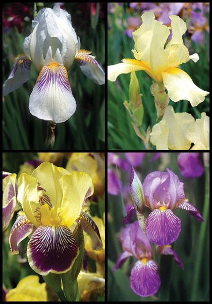 Small is Beautiful sampler heirloom bulbs #2