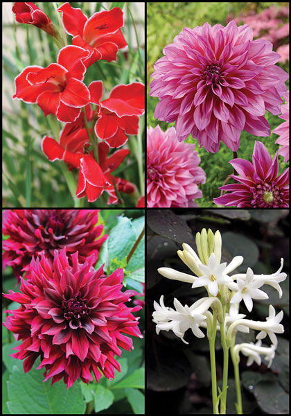 Martha Stewart sampler heirloom bulbs #1