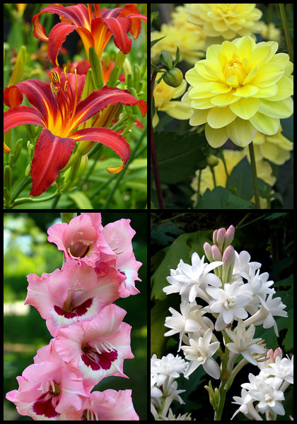 Intro to Heirlooms, Spring sampler heirloom bulbs #2