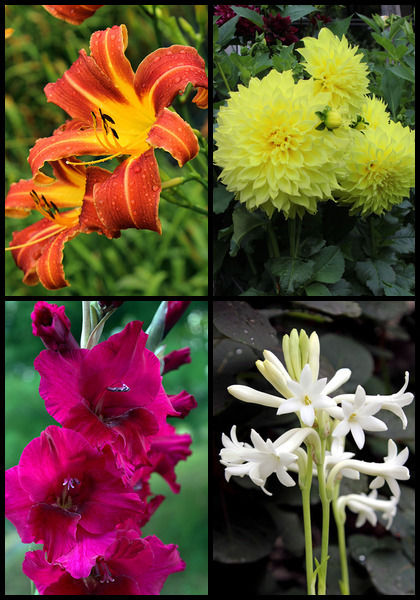 Intro to Heirlooms, Spring sampler heirloom bulbs #1