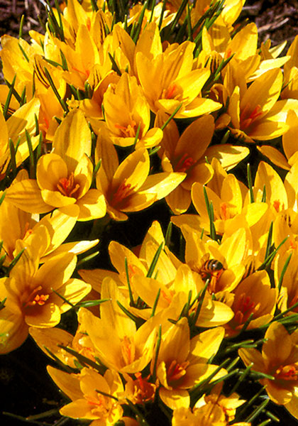 Cloth of Gold crocus heirloom bulbs #2