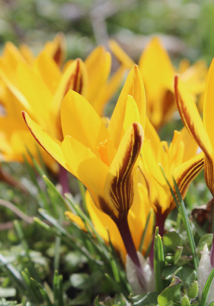 Cloth of Gold crocus heirloom bulbs #1