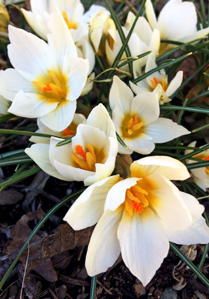 Snowbunting crocus heirloom bulbs #1