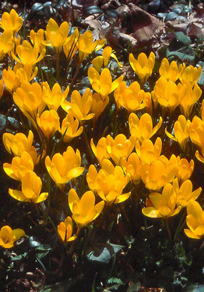 Mammoth Yellow crocus heirloom bulbs #2