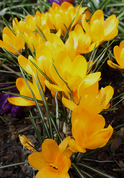 Mammoth Yellow crocus heirloom bulbs #1