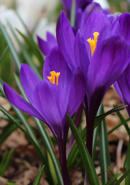 Paulus Potter crocus heirloom bulbs #1