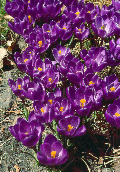 Purpureus Grandiflora crocus heirloom bulbs #1