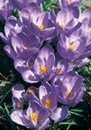 Remembrance crocus heirloom bulbs