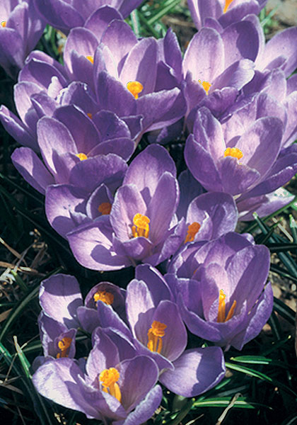 Remembrance crocus heirloom bulbs #1
