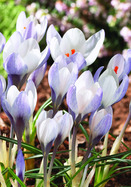 Crocus