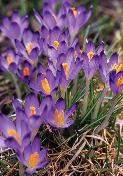 Pictus crocus heirloom bulbs #1