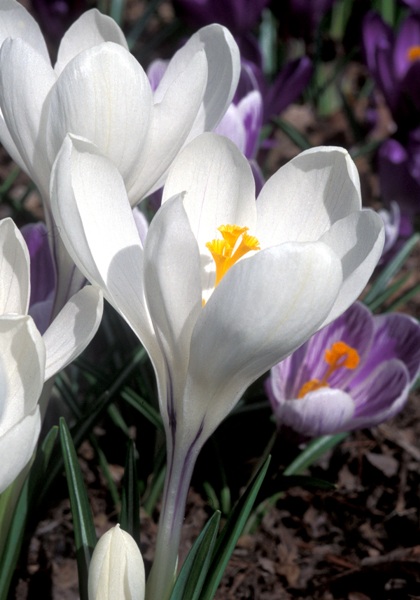 Jeanne d’Arc crocus heirloom bulbs #2