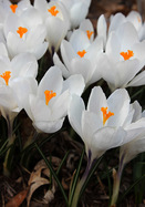 Jeanne d&rsquo;Arc crocus heirloom bulbs