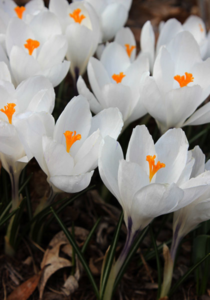 Jeanne d’Arc crocus heirloom bulbs #1