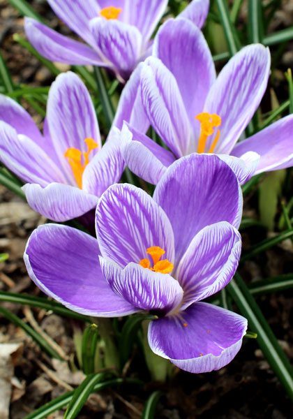 King of the Striped crocus heirloom bulbs #2