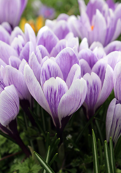 King of the Striped crocus heirloom bulbs #1