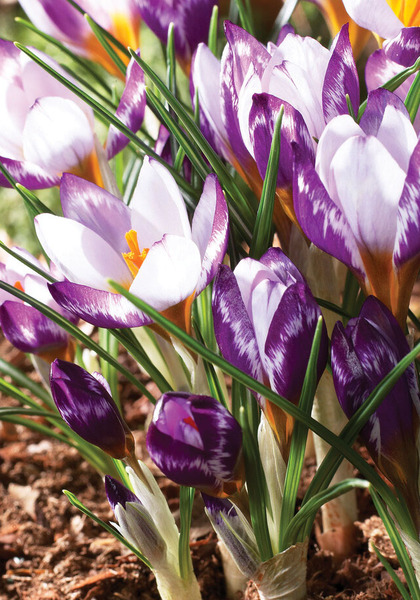 Hubert Edelsten crocus heirloom bulbs #1