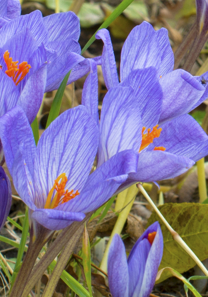 speciosus ‘Conqueror’ crocus heirloom bulbs #2