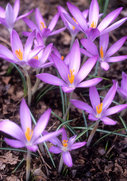 CROCUS