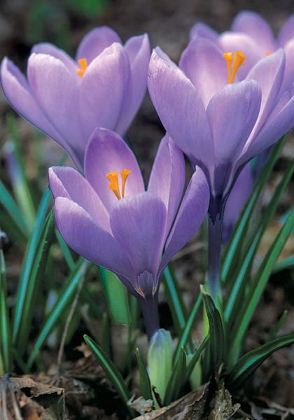 Little Dorritt crocus heirloom bulbs #1